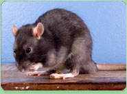 rat control Southgate